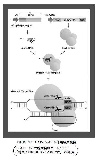 研究開発型ベンチャー:起業の条件とタイミング～ゲノム編集技術の事例～